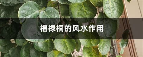 福禄桐风水